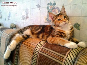 Продажа котят мейн кун, цена, фото, котята мейн кун, кошки мейн-кун, порода мейн кун, питомник мейн-кунов