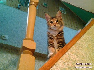 Продажа котят мейн кун, цена, фото, котята мейн кун, кошки мейн-кун, порода мейн кун, питомник мейн-кунов