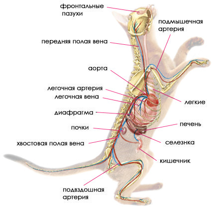 Внутренние органы кошек (анатомические особенности) | tassel magic