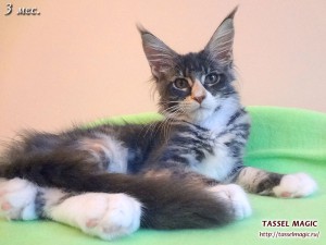 Продажа котят мейн кун, цена, фото, котята мейн кун, кошки мейн-кун, порода мейн кун, питомник мейн-кунов