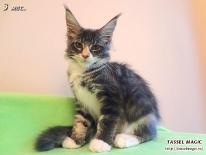 Продажа котят мейн кун, цена, фото, котята мейн кун, кошки мейн-кун, порода мейн кун, питомник мейн-кунов