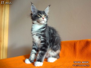 Котята мейн кун, цена, фото, кошки мейн-кун, порода мейн кун, питомник мейн-кунов