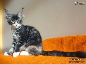 Котята мейн кун, цена, фото, кошки мейн-кун, порода мейн кун, питомник мейн-кунов