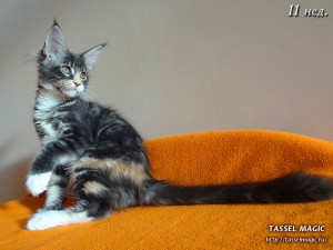 Котята мейн кун, цена, фото, кошки мейн-кун, порода мейн кун, питомник мейн-кунов