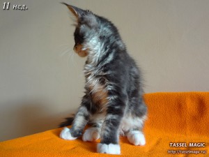Котята мейн кун, цена, фото, кошки мейн-кун, порода мейн кун, питомник мейн-кунов