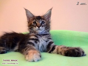Jacinda Barrett from Tassel Magic (Джасинда Баррет) Продажа котят мейн кун, цена, фото, котята мейн кун, кошки мейн-кун, порода мейн кун, питомник мейн-кунов
