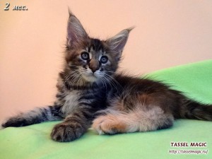 Jacinda Barrett from Tassel Magic (Джасинда Баррет) Продажа котят мейн кун, цена, фото, котята мейн кун, кошки мейн-кун, порода мейн кун, питомник мейн-кунов
