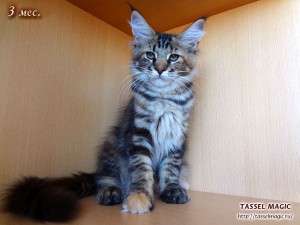 Jacinda Barrett from Tassel Magic (Джасинда Баррет) Продажа котят мейн кун, цена, фото, котята мейн кун, кошки мейн-кун, порода мейн кун, питомник мейн-кунов