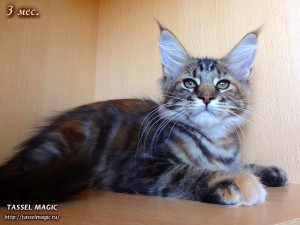 Jacinda Barrett from Tassel Magic (Джасинда Баррет) Продажа котят мейн кун, цена, фото, котята мейн кун, кошки мейн-кун, порода мейн кун, питомник мейн-кунов