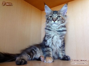 Jacinda Barrett from Tassel Magic (Джасинда Баррет) Продажа котят мейн кун, цена, фото, котята мейн кун, кошки мейн-кун, порода мейн кун, питомник мейн-кунов