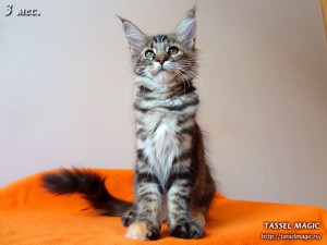 Jacinda Barrett from Tassel Magic (Джасинда Баррет) Продажа котят мейн кун, цена, фото, котята мейн кун, кошки мейн-кун, порода мейн кун, питомник мейн-кунов