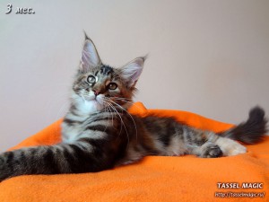 Jacinda Barrett from Tassel Magic (Джасинда Баррет) Продажа котят мейн кун, цена, фото, котята мейн кун, кошки мейн-кун, порода мейн кун, питомник мейн-кунов