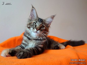 Jacinda Barrett from Tassel Magic (Джасинда Баррет) Продажа котят мейн кун, цена, фото, котята мейн кун, кошки мейн-кун, порода мейн кун, питомник мейн-кунов