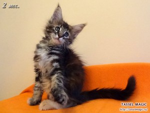 Jacinda Barrett from Tassel Magic (Джасинда Баррет) Продажа котят мейн кун, цена, фото, котята мейн кун, кошки мейн-кун, порода мейн кун, питомник мейн-кунов