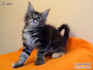 Jacinda Barrett from Tassel Magic (Джасинда Баррет) Продажа котят мейн кун, цена, фото, котята мейн кун, кошки мейн-кун, порода мейн кун, питомник мейн-кунов