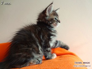 Продажа котят мейн кун, цена, фото, котята мейн кун, кошки мейн-кун, порода мейн кун, питомник мейн-кунов Продажа котят мейн кун, цена, фото, котята мейн кун, кошки мейн-кун, порода мейн кун, питомник мейн-кунов