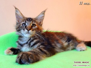 Jacinda Barrett (Джасинда Баррет) Продажа котят мейн кун, цена, фото, котята мейн кун, кошки мейн-кун, порода мейн кун, питомник мейн-кунов