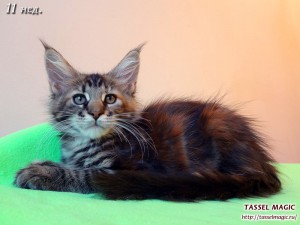 Jacinda Barrett (Джасинда Баррет) Продажа котят мейн кун, цена, фото, котята мейн кун, кошки мейн-кун, порода мейн кун, питомник мейн-кунов