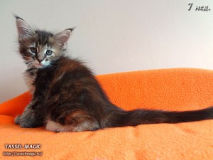 Jacinda Barrett (Джасинда Баррет) Продажа котят мейн кун, цена, фото, котята мейн кун, кошки мейн-кун, порода мейн кун, питомник мейн-кунов