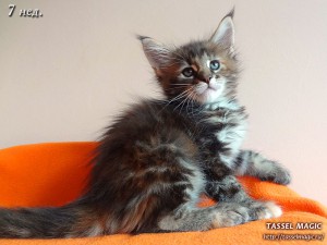 Jacinda Barrett (Джасинда Баррет) Продажа котят мейн кун, цена, фото, котята мейн кун, кошки мейн-кун, порода мейн кун, питомник мейн-кунов