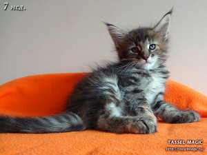 Jacinda Barrett (Джасинда Баррет) Продажа котят мейн кун, цена, фото, котята мейн кун, кошки мейн-кун, порода мейн кун, питомник мейн-кунов