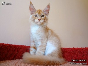 NoFrost from Tassel Magic (НоуФрост)