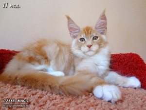 NoFrost from Tassel Magic (НоуФрост)