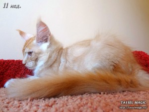 NoFrost from Tassel Magic (НоуФрост)