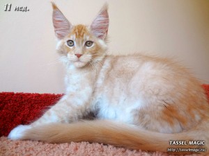 NoFrost from Tassel Magic (НоуФрост)