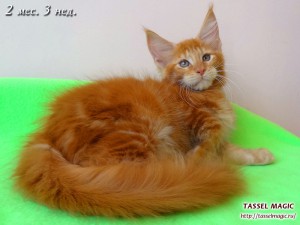 Platon from Tassel Magic (Платон)