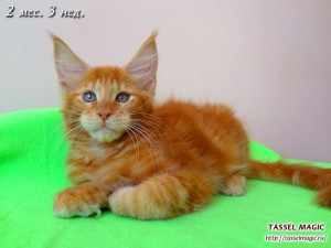 Platon from Tassel Magic (Платон)