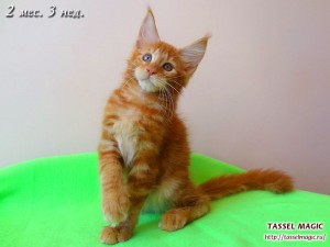 Platon from Tassel Magic (Платон)