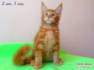 Platon from Tassel Magic (Платон)