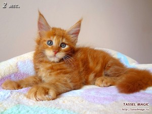 Platon from Tassel Magic (Платон)