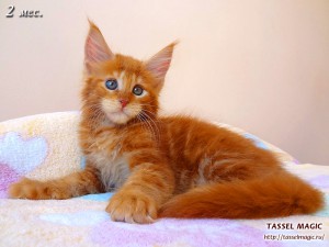 Platon from Tassel Magic (Платон)
