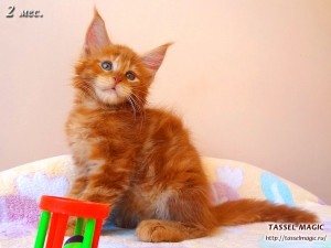 Platon from Tassel Magic (Платон)