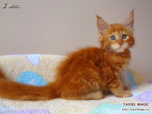 Platon from Tassel Magic (Платон)