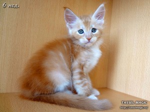 NoFrost from Tassel Magic (НоуФрост)