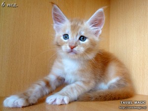 NoFrost from Tassel Magic (НоуФрост)