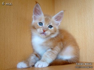 NoFrost from Tassel Magic (НоуФрост)