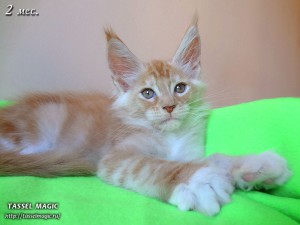 NoFrost from Tassel Magic (НоуФрост)