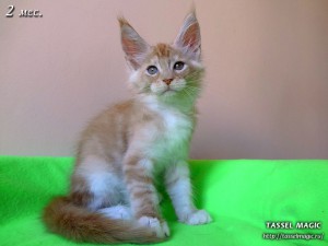 NoFrost from Tassel Magic (НоуФрост)