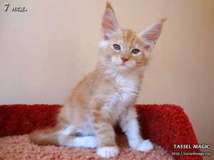NoFrost from Tassel Magic (НоуФрост)