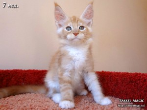 NoFrost from Tassel Magic (НоуФрост)