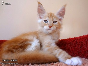 NoFrost from Tassel Magic (НоуФрост)