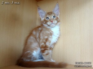 Котята мейн кун, цена, фото, кошки мейн-кун, порода мейн кун, питомник мейн-кунов
