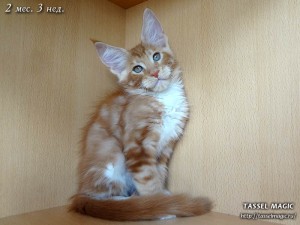 Котята мейн кун, цена, фото, кошки мейн-кун, порода мейн кун, питомник мейн-кунов