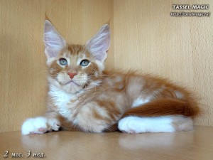 Котята мейн кун, цена, фото, кошки мейн-кун, порода мейн кун, питомник мейн-кунов