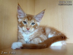 Котята мейн кун, цена, фото, кошки мейн-кун, порода мейн кун, питомник мейн-кунов