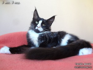 Котята мейн кун, цена, фото, кошки мейн-кун, порода мейн кун, питомник мейн-кунов
